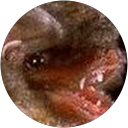 Greg Jerkovich profile picture